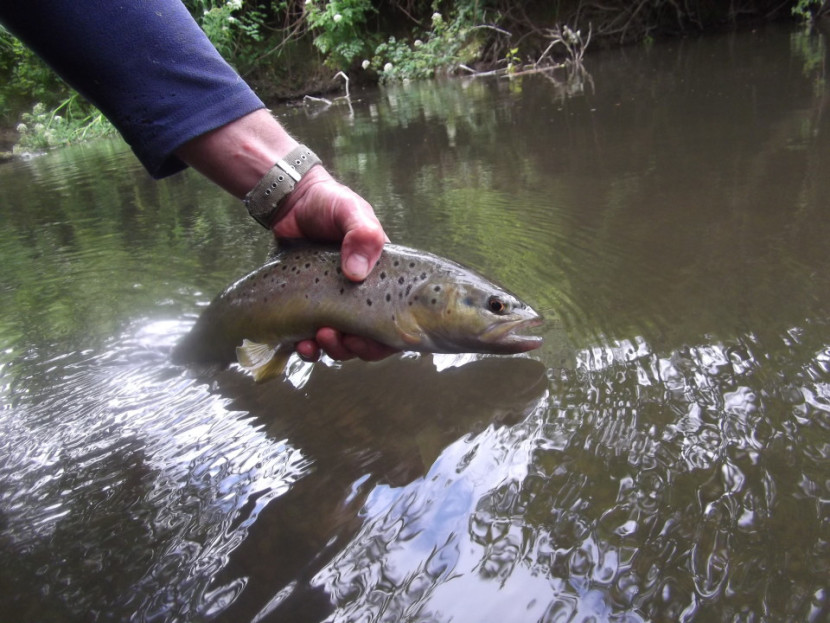 Manor Farm trout - BP from Pembridge